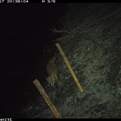 Vulpes vulpes (Red Fox) at Dignams Creek, NSW - 17 Sep 2024 by sagaunt