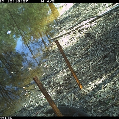 Varanus varius (Lace Monitor) at Dignams Creek, NSW - 20 Sep 2024 by sagaunt