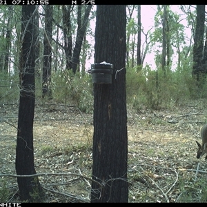 Notamacropus rufogriseus (Red-necked Wallaby) at Dignams Creek, NSW - 21 Oct 2024 by sagaunt
