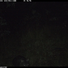 Vombatus ursinus (Common wombat, Bare-nosed Wombat) at Dignams Creek, NSW - 24 Oct 2024 by sagaunt