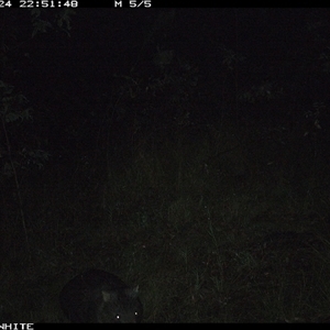Vombatus ursinus at Dignams Creek, NSW - 24 Oct 2024 by sagaunt