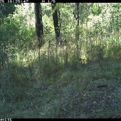 Tachyglossus aculeatus (Short-beaked Echidna) at Dignams Creek, NSW - 25 Oct 2024 by sagaunt