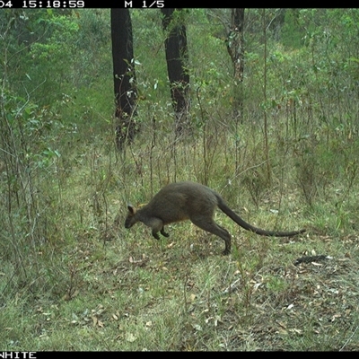 Wallabia bicolor (Swamp Wallaby) at Dignams Creek, NSW - 4 Nov 2024 by sagaunt