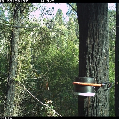 Unverified Bird at Dignams Creek, NSW - 13 Nov 2024 by sagaunt