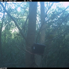 Eopsaltria australis at Dignams Creek, NSW - 9 Sep 2024 by sagaunt