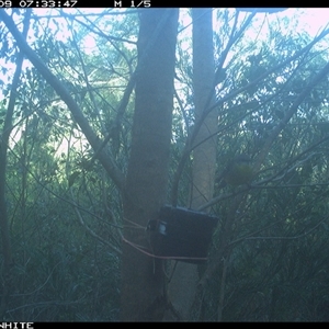 Eopsaltria australis at Dignams Creek, NSW - 9 Sep 2024 by sagaunt