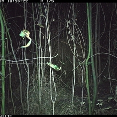 Vulpes vulpes (Red Fox) at Dignams Creek, NSW - 30 Sep 2024 by sagaunt