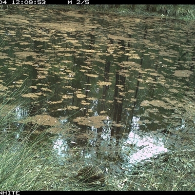 Tachyglossus aculeatus (Short-beaked Echidna) at Dignams Creek, NSW - 4 Oct 2024 by sagaunt