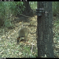 Wallabia bicolor (Swamp Wallaby) at Dignams Creek, NSW - 14 Oct 2024 by sagaunt
