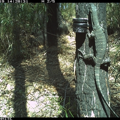 Varanus varius (Lace Monitor) at Dignams Creek, NSW - 19 Oct 2024 by sagaunt