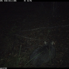 Vombatus ursinus (Common wombat, Bare-nosed Wombat) at Dignams Creek, NSW - 25 Oct 2024 by sagaunt