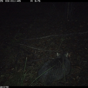 Vombatus ursinus (Common wombat, Bare-nosed Wombat) at Dignams Creek, NSW - 25 Oct 2024 by sagaunt
