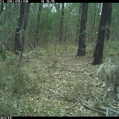 Macropus giganteus (Eastern Grey Kangaroo) at Dignams Creek, NSW - 1 Nov 2024 by sagaunt