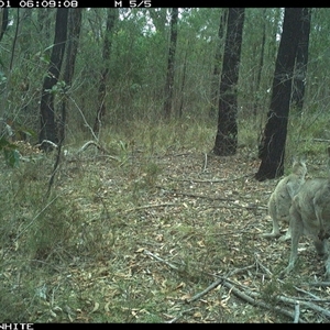 Macropus giganteus (Eastern Grey Kangaroo) at Dignams Creek, NSW - 1 Nov 2024 by sagaunt
