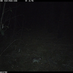 Perameles nasuta (Long-nosed Bandicoot) at Dignams Creek, NSW - 8 Nov 2024 by sagaunt