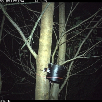 Trichosurus vulpecula (Common Brushtail Possum) at Dignams Creek, NSW - 6 Sep 2024 by sagaunt