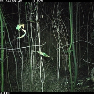 Unverified Mammal at Dignams Creek, NSW - 29 Sep 2024 by sagaunt