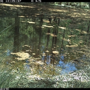 Unverified Bird at Dignams Creek, NSW - 6 Oct 2024 by sagaunt