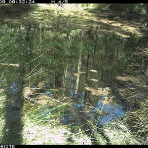 Unverified Mammal at Dignams Creek, NSW - 9 Oct 2024 by sagaunt