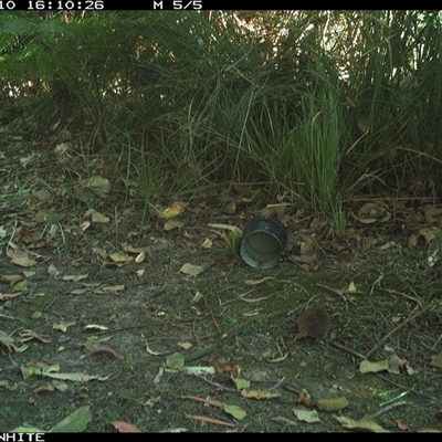 Antechinus swainsonii at Tanja, NSW - 10 Oct 2024 by Spotswood