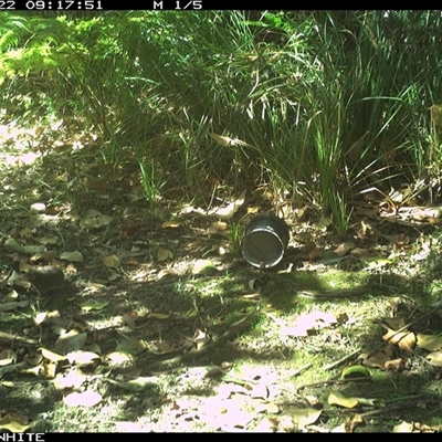Unverified Antechinus at Tanja, NSW - 22 Oct 2024 by Spotswood