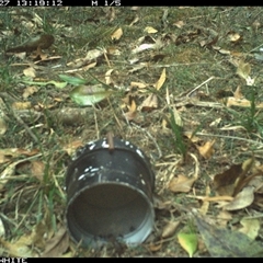 Strepera graculina (Pied Currawong) at Tanja, NSW - 27 Nov 2024 by Spotswood