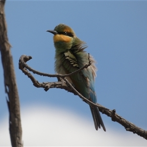 Merops ornatus at Ballyroe, NSW - suppressed
