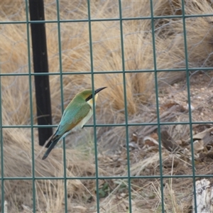 Merops ornatus at Ballyroe, NSW - suppressed