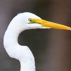 Ardea alba (Great Egret) at Bongaree, QLD - 19 May 2025 by jb2602
