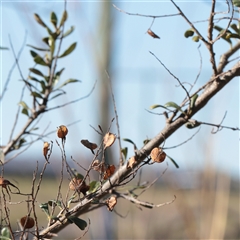 Bursaria spinosa (Native Blackthorn, Sweet Bursaria) at Kaleen, ACT - 26 May 2025 by ConBoekel