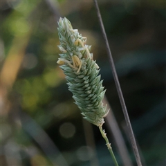 Phalaris aquatica (Phalaris, Australian Canary Grass) at Kaleen, ACT - 26 May 2025 by ConBoekel