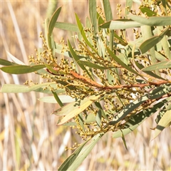 Acacia rubida (Red-stemmed Wattle, Red-leaved Wattle) at Kaleen, ACT - 26 May 2025 by ConBoekel
