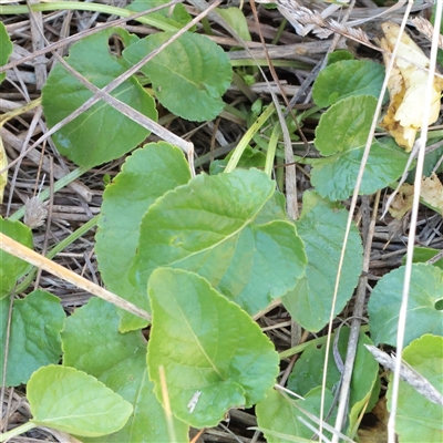 Viola odorata (Sweet Violet, Common Violet) at Kaleen, ACT - 26 May 2025 by ConBoekel