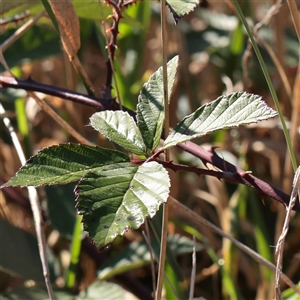 Unverified Other Shrub at Kaleen, ACT - 26 May 2025 by ConBoekel