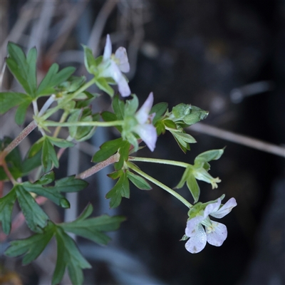 Geranium sp. Pleated sepals (D.E.Albrecht 4707) Vic. Herbarium (Naked Crane's-bill) at Kaleen, ACT - 26 May 2025 by ConBoekel