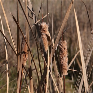 Unverified Rush, Sedge or Mat Rush at Kaleen, ACT - 26 May 2025 by ConBoekel