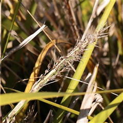 Lomandra longifolia (Spiny-headed Mat-rush, Honey Reed) at Kaleen, ACT - 26 May 2025 by ConBoekel