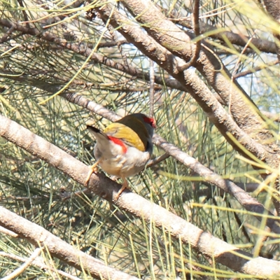 Neochmia temporalis (Red-browed Finch) at Kaleen, ACT - 26 May 2025 by ConBoekel