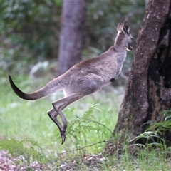 Macropus giganteus (Eastern Grey Kangaroo) at Welsby, QLD - 19 May 2025 by jb2602