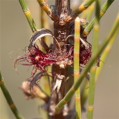 Unverified Other Tree at Kaleen, ACT - 26 May 2025 by ConBoekel
