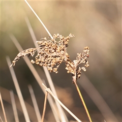 Juncus usitatus (Common Rush) at Kaleen, ACT - 26 May 2025 by ConBoekel