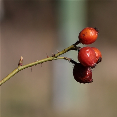 Rosa rubiginosa (Sweet Briar, Eglantine) at Kaleen, ACT - 26 May 2025 by ConBoekel