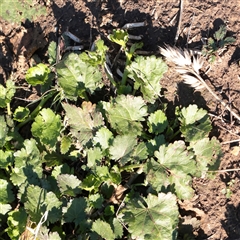 Modiola caroliniana (Red-flowered Mallow) at Kaleen, ACT - 26 May 2025 by ConBoekel