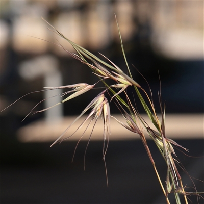 Themeda triandra (Kangaroo Grass) at Mitchell, ACT - 26 May 2025 by ConBoekel