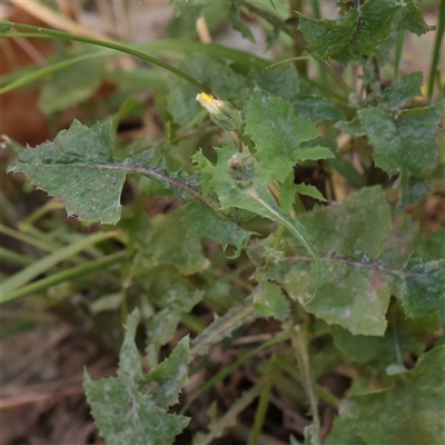 Sonchus oleraceus (Annual Sowthistle) at Kaleen, ACT - 26 May 2025 by ConBoekel