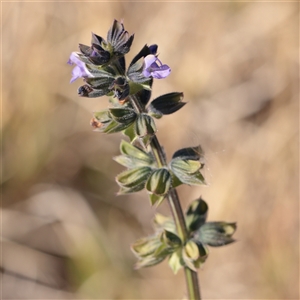 Unverified Other Wildflower or Herb at Kaleen, ACT - 26 May 2025 by ConBoekel
