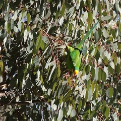 Lathamus discolor at Bruce, ACT - 30 May 2025 by ConBoekel