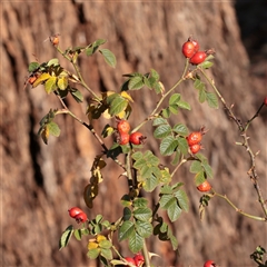 Rosa rubiginosa (Sweet Briar, Eglantine) at Bruce, ACT - 30 May 2025 by ConBoekel