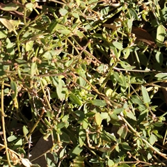 Einadia nutans (Climbing Saltbush) at Bruce, ACT - 30 May 2025 by ConBoekel