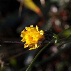 Hypochaeris radicata (Cat's Ear, Flatweed) at Bruce, ACT - 30 May 2025 by ConBoekel